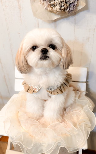 お洋服を着るえっちゃん