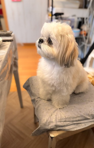 夕飯時に椅子に座るえっちゃん