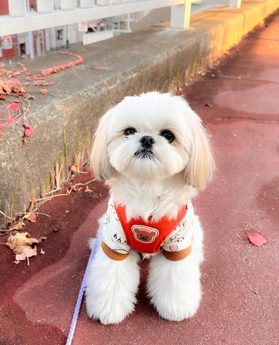 赤いお洋服を着てたたずむえっちゃん