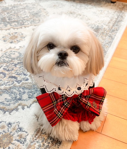 大きなリボンを身につけるえっちゃん