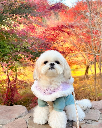 紅葉を背景にして座るえっちゃん