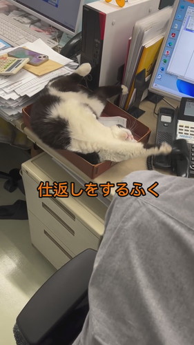 デスクトレーに入って前足を伸ばすふくちゃん
