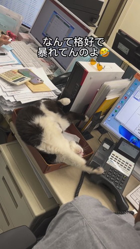 受話器に前足を伸ばすふくちゃん