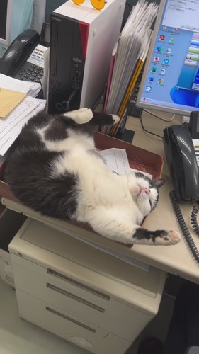 ドヤ顔ふくちゃん