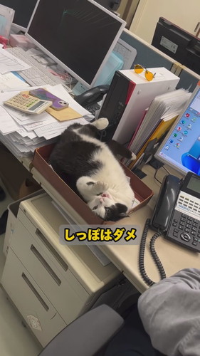 しっぽをガードするふくちゃん