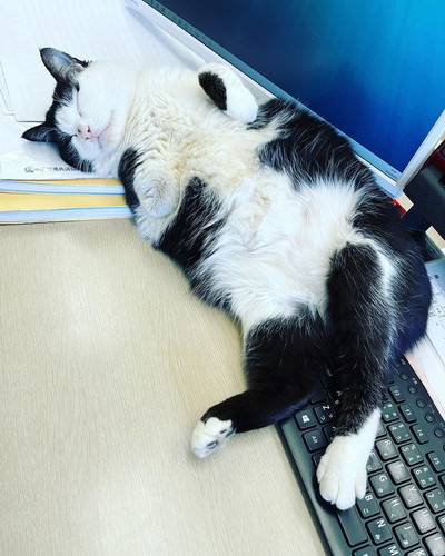 書類の上で寝るふくちゃん