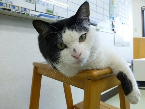 椅子の上でくつろぐふくちゃん