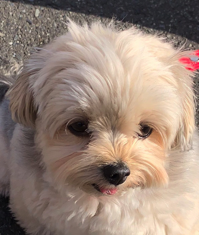 とっても悲しそうな表情をするワンコ