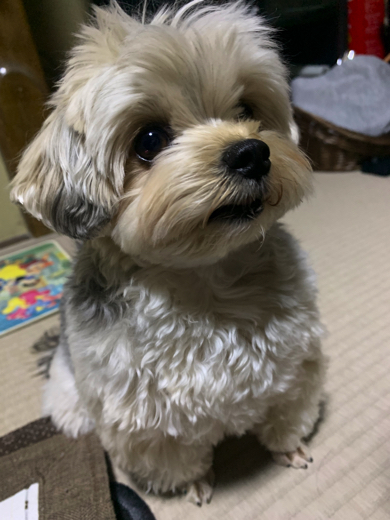 おやつタイムに現れるワンコ