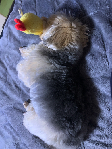 おもちゃを持ったまま眠るワンコ