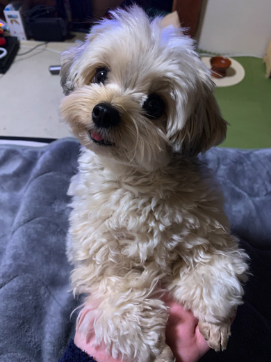 両足でお手をするワンコ