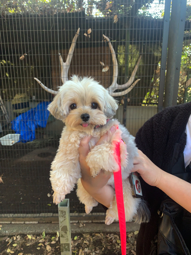 ツノが生えたワンコ