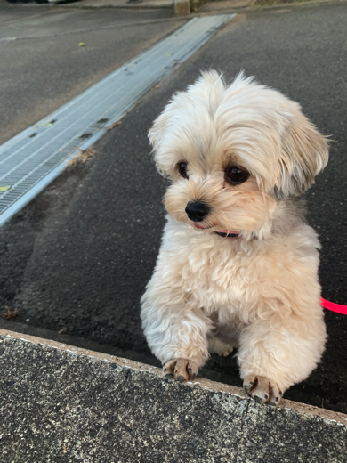 女の子たちにちやほやされたワンコ