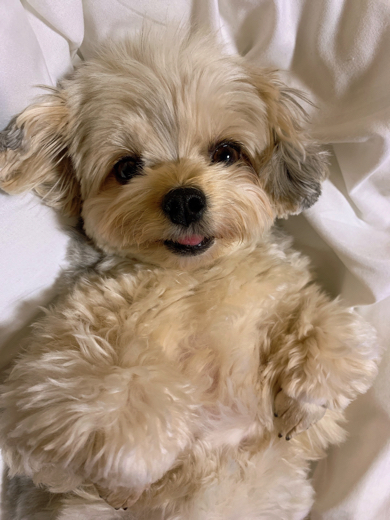 ワンコのおやすみの瞬間