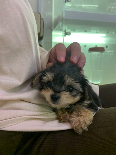 ヨークシャーテリア×トイプードルの子犬