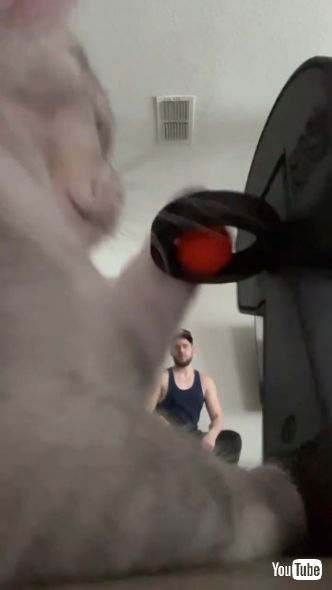 ダンクシュートを決めた猫