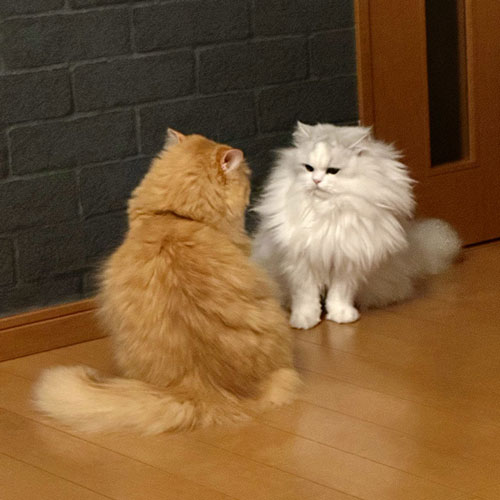 静電気でボフボフな猫