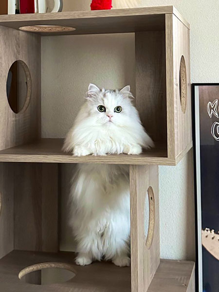 通常時のノーマンくん