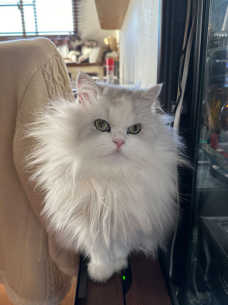 毛づくろいでも爆発