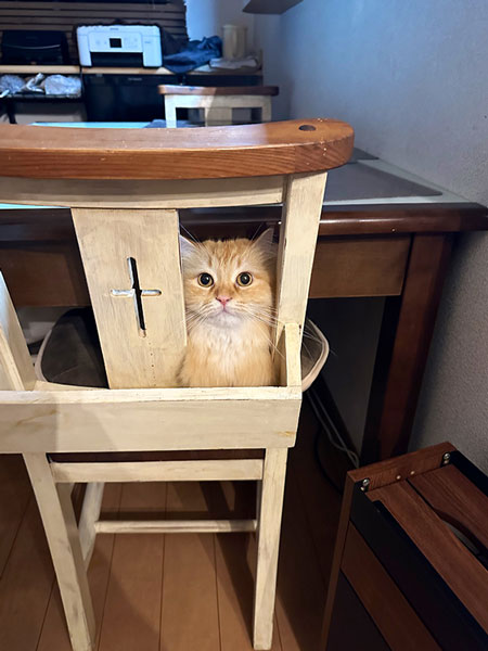イスにハマる猫