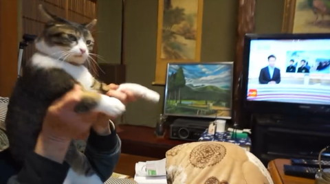 前足持ち上げられる猫