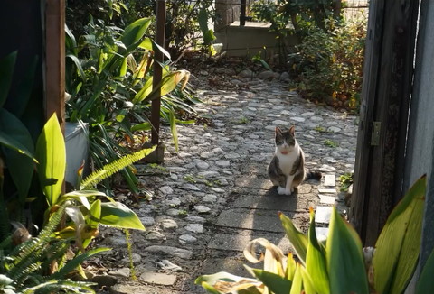 外でお座りしてる猫