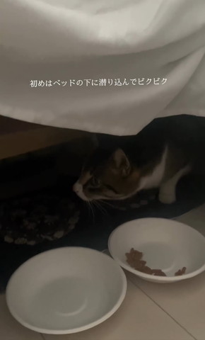 ベッドの下に猫