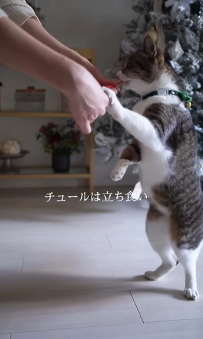 チュールは立ち食い