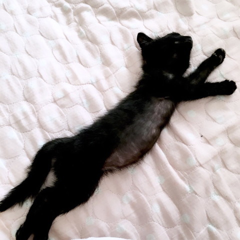 寝てる子猫