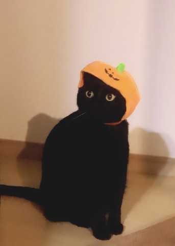 かぼちゃかぶる猫