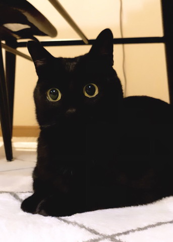 おててそろえてくつろいでる猫