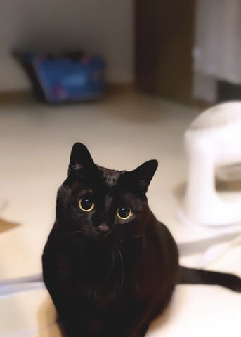 画面下の方に猫ちゃん