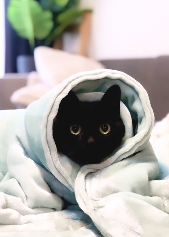 毛布に包まれる猫