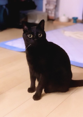 お座りしてる猫