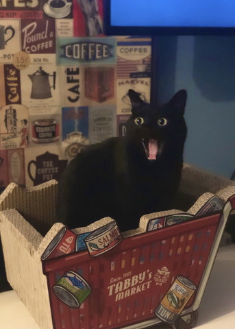 あくびしてる猫