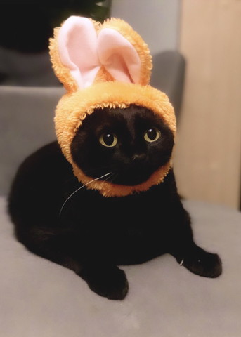 うさぎかぶった猫