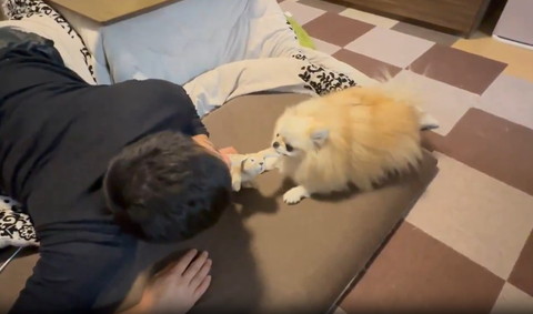 うさぎくわえるパパとワンコ伏せしてる