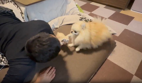 うさぎくわえるパパとワンコ左前足浮かしてる