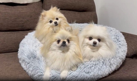 ベッドにワンコ3匹