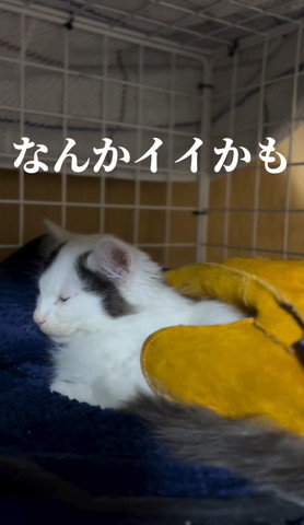 なんかいいかも