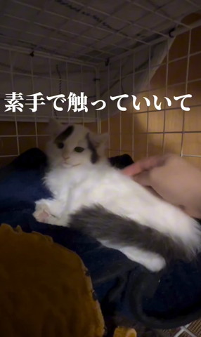 素手で触っていいて