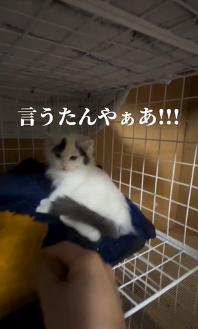 言うたんやぁあ