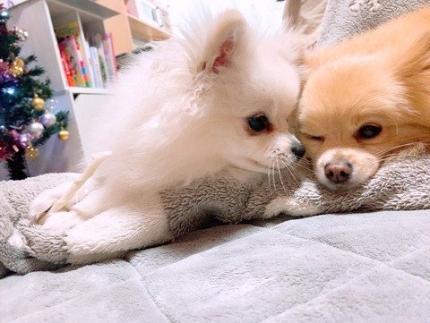 ワンコに顏近づけるワンコ