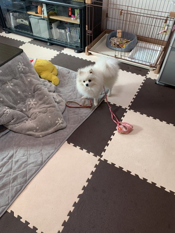 体にリードかけてるワンコ少し近づく