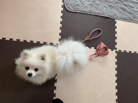 体にリードかけてるワンコ上から