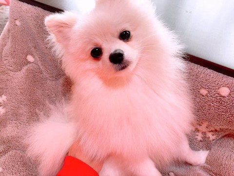 こたつの上にシロワンコ