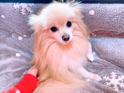 こたつの上にクリーム色のポメ