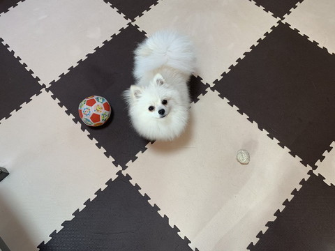 おもちゃとワンコ