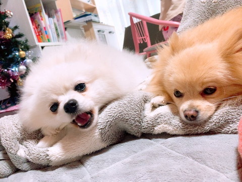 こたつの上にワンコ2匹