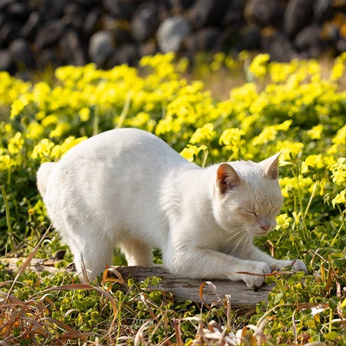 必死すぎるネコカレンダー菜の花畑で悟りを開いた？